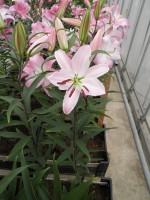 [1799 Enargetic No02.JPG]